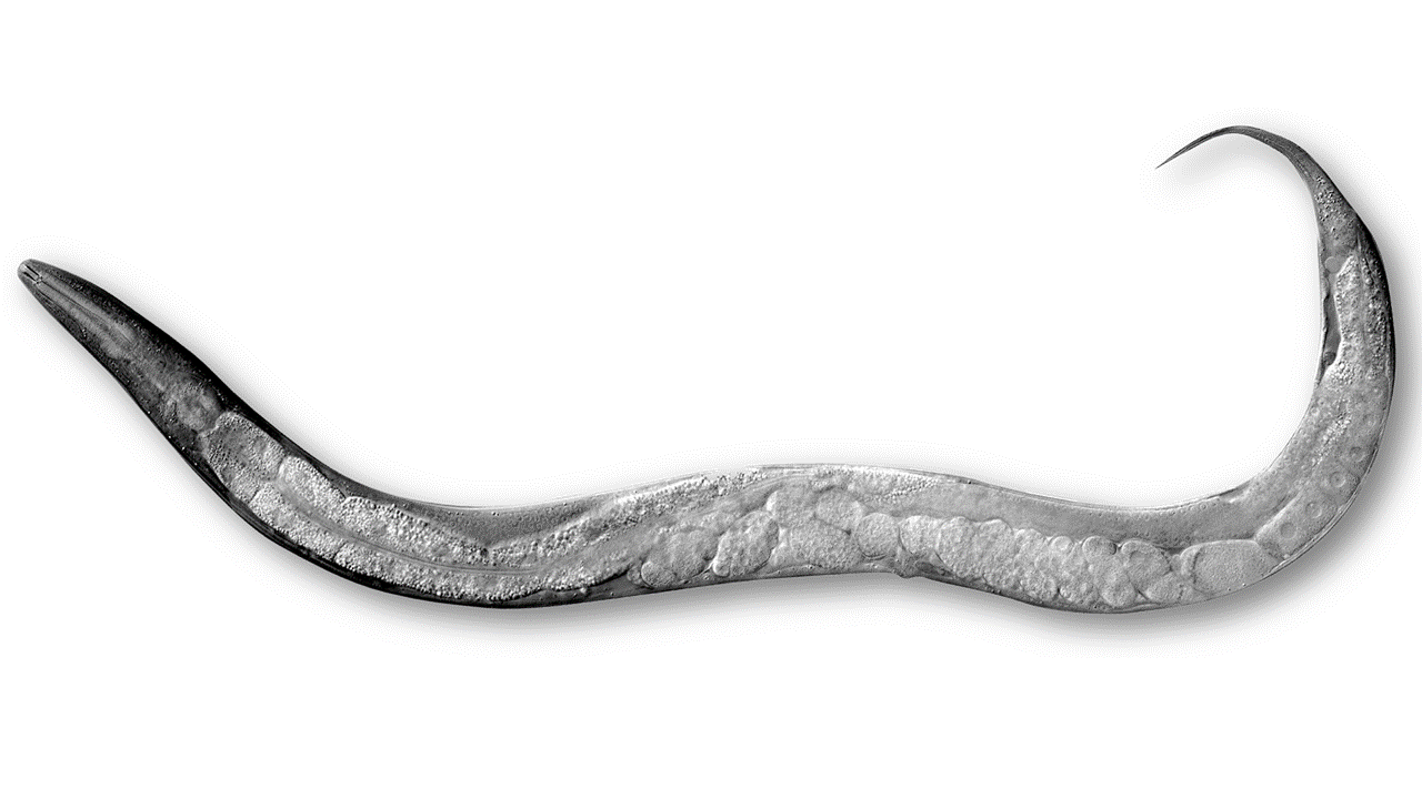 Praktikum Invertebraten MZB1S020
